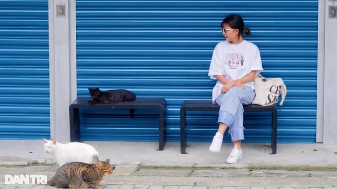 Ngôi làng độc đáo toàn những chú mèo hoang béo tốt ở Đài Loan-1