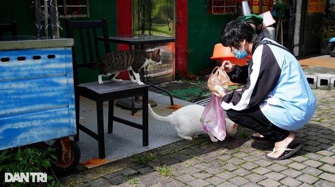 Ngôi làng độc đáo toàn những chú mèo hoang béo tốt ở Đài Loan-2