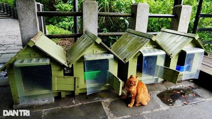 Ngôi làng độc đáo toàn những chú mèo hoang béo tốt ở Đài Loan-5