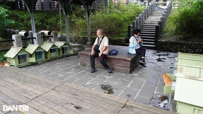 Ngôi làng độc đáo toàn những chú mèo hoang béo tốt ở Đài Loan-6