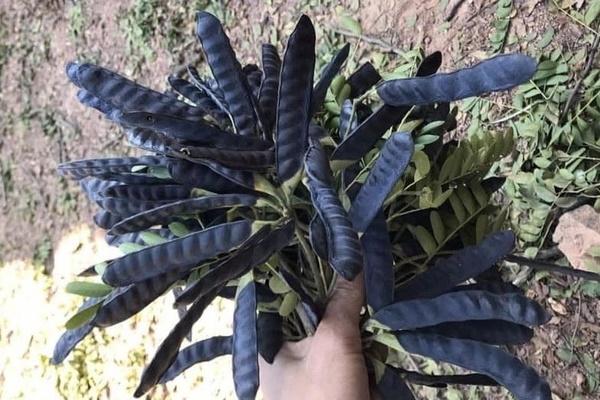 Loại quả cong queo, lép kẹp được bán với giá cao ở Trung Quốc-2