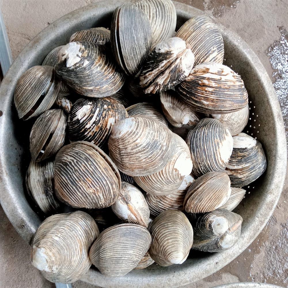 Đặc sản quý hiếm giá bạc triệu, được ví như thần dược phái mạnh ở Quảng Ninh-1