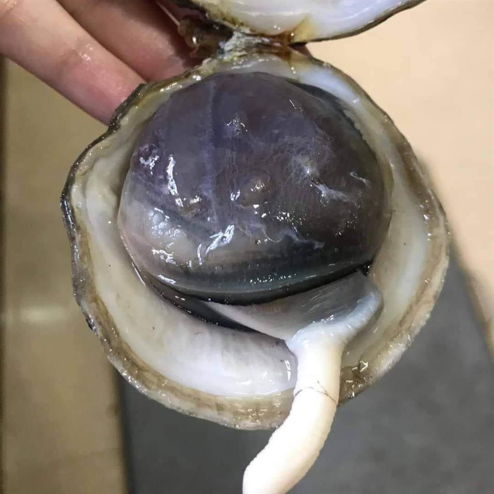 Đặc sản quý hiếm giá bạc triệu, được ví như thần dược phái mạnh ở Quảng Ninh-2