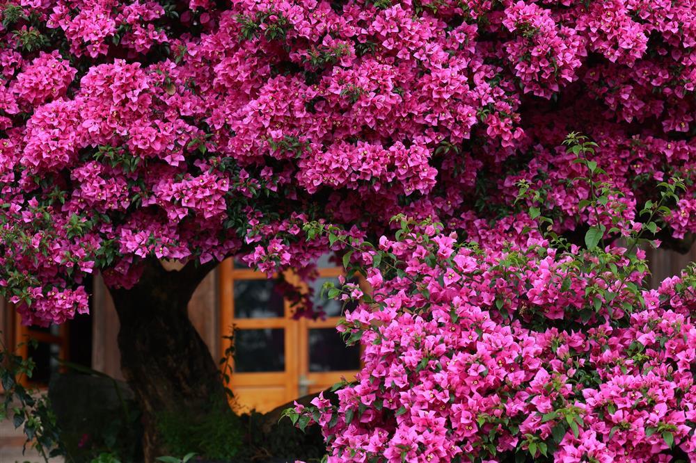 Cây hoa giấy 34 năm tuổi bung nở rực rỡ, hút khách check-in ở Đà Lạt-2