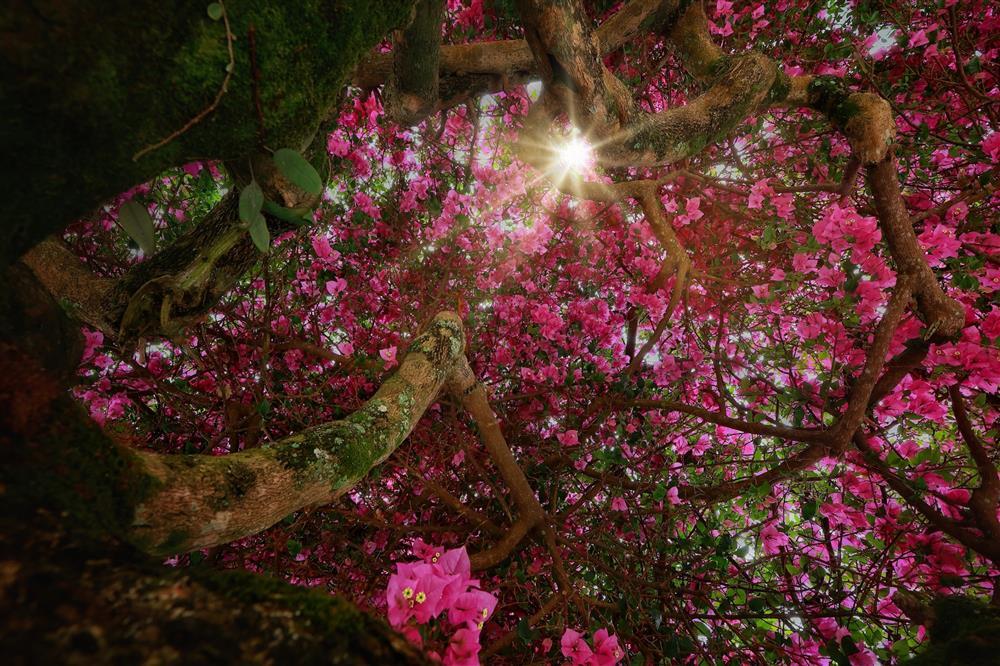 Cây hoa giấy 34 năm tuổi bung nở rực rỡ, hút khách check-in ở Đà Lạt-3