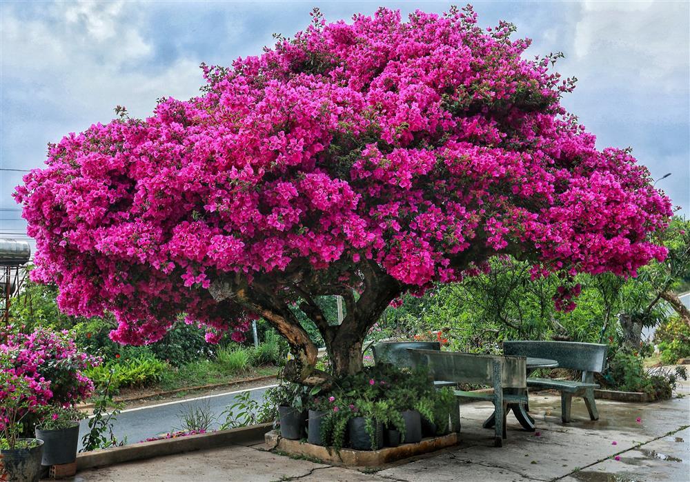 Cây hoa giấy 34 năm tuổi bung nở rực rỡ, hút khách check-in ở Đà Lạt-5