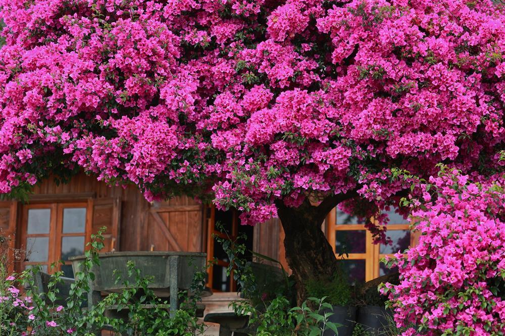 Cây hoa giấy 34 năm tuổi bung nở rực rỡ, hút khách check-in ở Đà Lạt-6