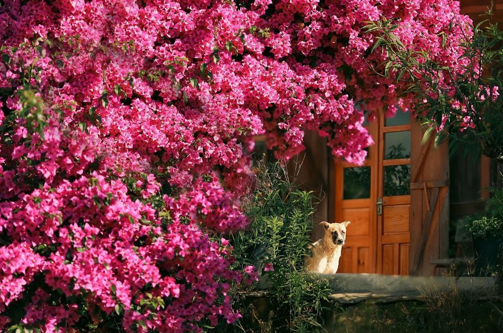 Cây hoa giấy 34 năm tuổi bung nở rực rỡ, hút khách check-in ở Đà Lạt-7