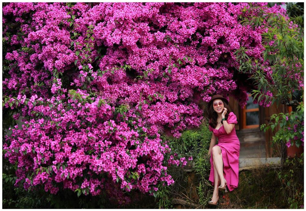 Cây hoa giấy 34 năm tuổi bung nở rực rỡ, hút khách check-in ở Đà Lạt-8