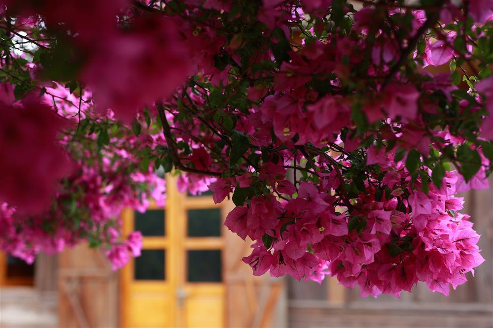 Cây hoa giấy 34 năm tuổi bung nở rực rỡ, hút khách check-in ở Đà Lạt-9