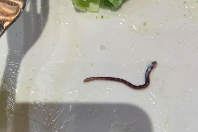 Giun ngoe nguẩy trong đĩa salad nhà hàng: Bác sĩ cảnh báo-1