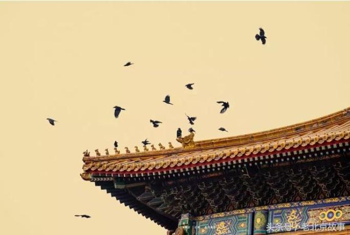 Cứ tới nửa đêm, Tử Cấm Thành lại đầy quạ: Giới khoa học nêu 3 nguyên nhân-2