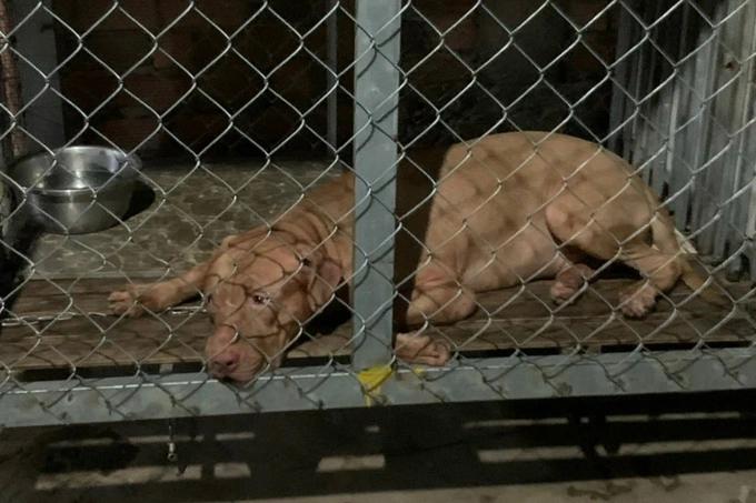 Chó pitbull cắn chết cụ bà 82 tuổi ở Bình Dương-1