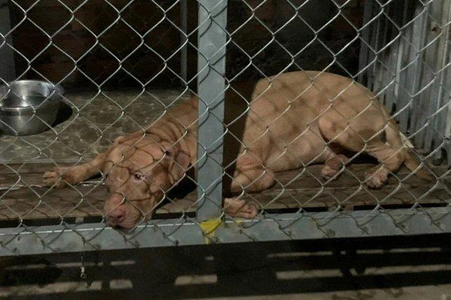 Chó Pitbull nhiều lần cắn chết người, tại sao còn thiếu cảnh giác?-4