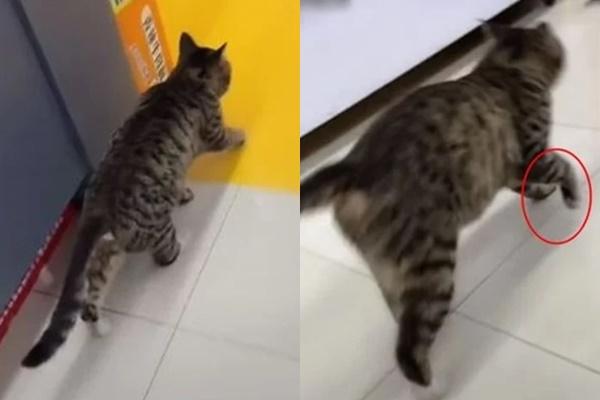 Mèo ‘ảnh đế’, cứ vào siêu thị là diễn cảnh mình bị què chân-1