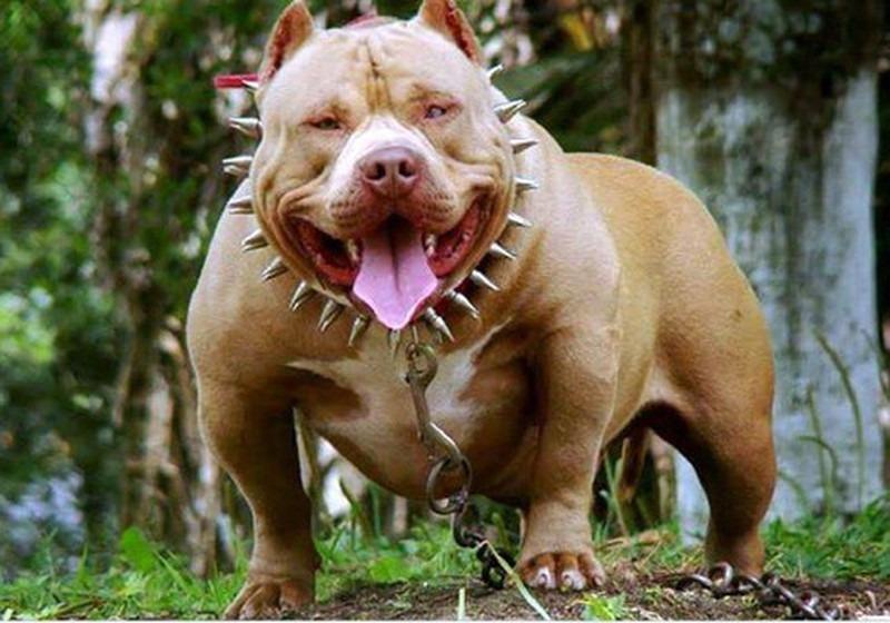 Chó Pitbull nhiều lần cắn chết người, tại sao còn thiếu cảnh giác?-1
