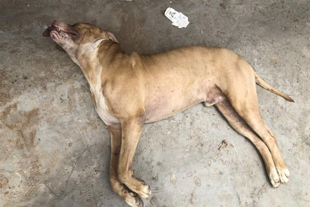 Chó Pitbull nhiều lần cắn chết người, tại sao còn thiếu cảnh giác?-2