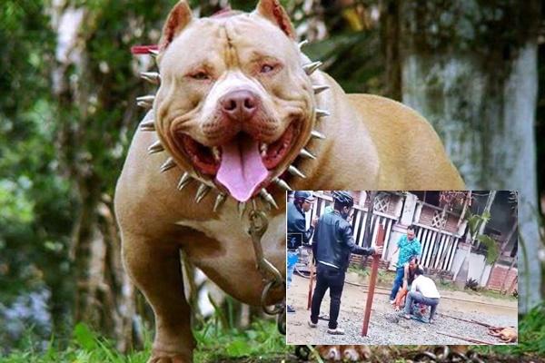 Gây mê chó Pitbull cắn chết người, tiếp cận khám nghiệm điều tra-2