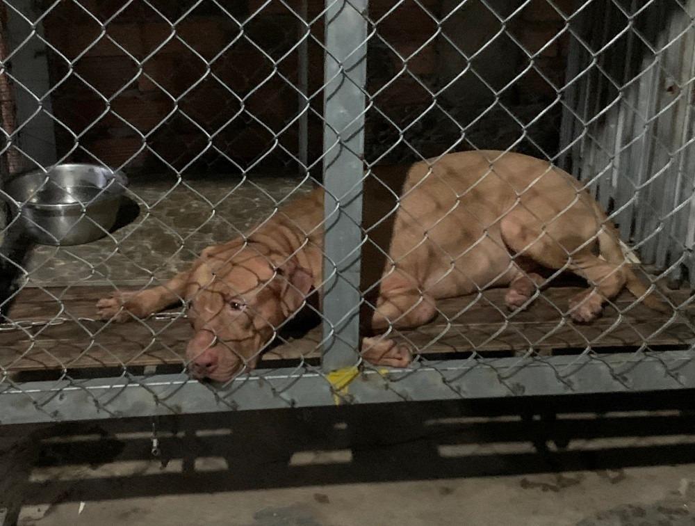 Gây mê chó Pitbull cắn chết người, tiếp cận khám nghiệm điều tra-1