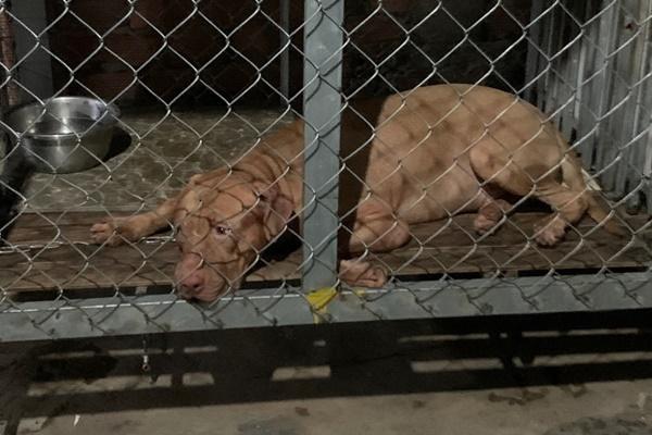 Chó Pitbull nguy hiểm số 1 thế giới, nhiều nước cấm nuôi-2