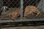 Chó Pitbull nguy hiểm số 1 thế giới, nhiều nước cấm nuôi-2
