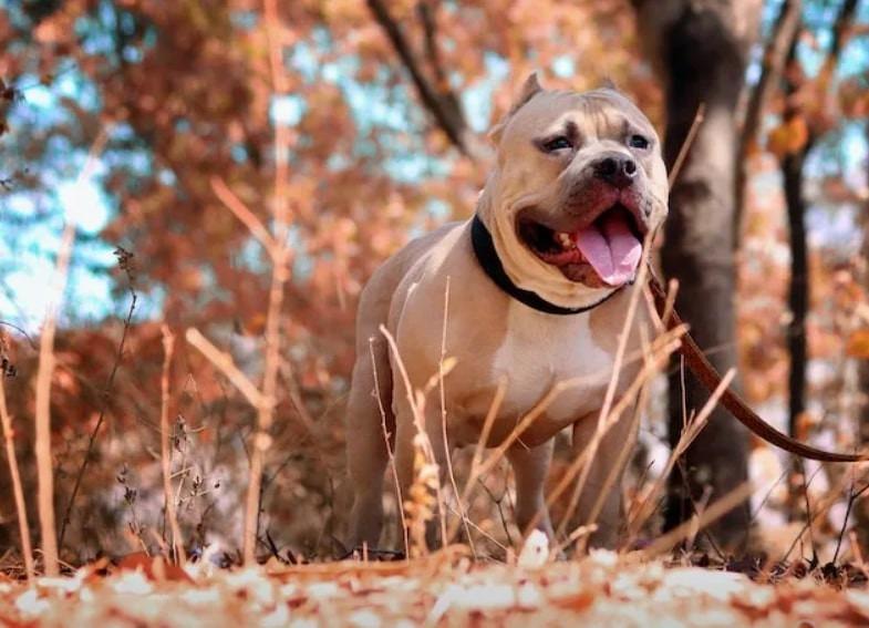 Chó Pitbull nguy hiểm số 1 thế giới, nhiều nước cấm nuôi-1