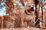 Chó Pitbull nguy hiểm số 1 thế giới, nhiều nước cấm nuôi