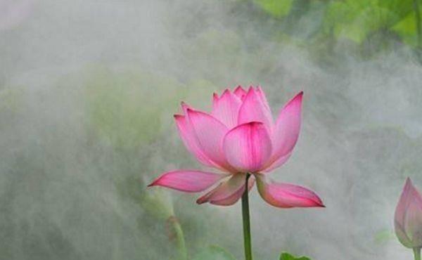 Trắc nghiệm tâm lý: Hoa sen đẹp nhất tiết lộ may mắn của bạn từ nay đến cuối năm-2