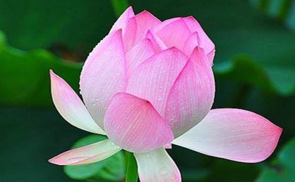 Trắc nghiệm tâm lý: Hoa sen đẹp nhất tiết lộ may mắn của bạn từ nay đến cuối năm-3