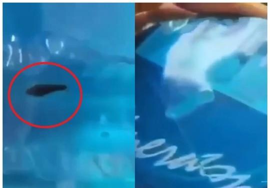 Vụ con đỉa trong bình nước: Công bố kết quả xét nghiệm các mẫu nước-3