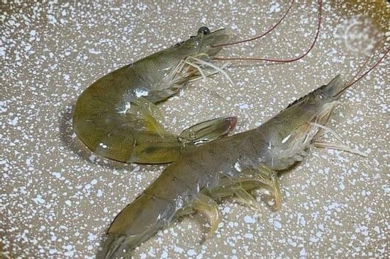 Khi mua tôm nên chọn con cong hay con thẳng?