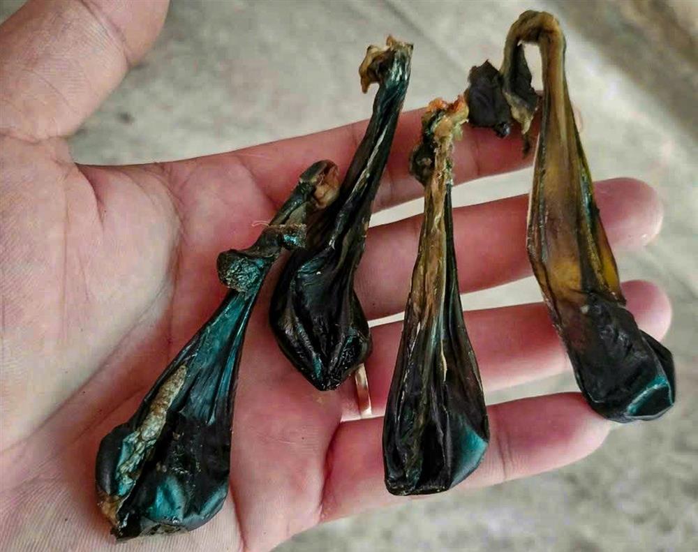 Nhau mèo đen hút tài lộc, chữa nhiều bệnh được bán giá tiền triệu-4