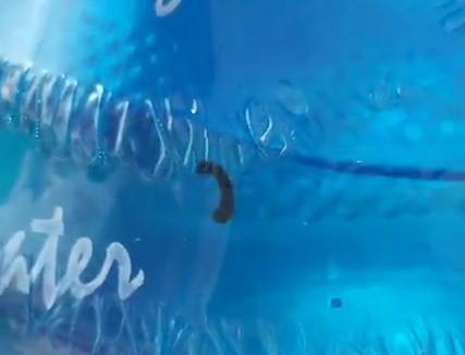 Vụ con đỉa trong bình nước: Mức phạt khó tin vì ... tiêu hủy chứng cứ-2