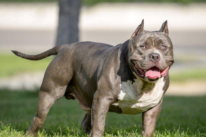 Bé gần 4 tuổi ở An Giang bị chó cắn thủng bụng-1