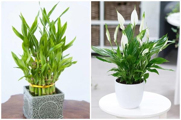 Vì sao phải trồng loại cây phong thủy này trong phòng khách?-4