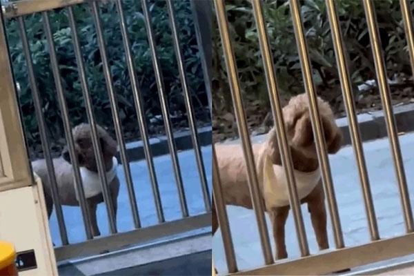 Bị triệt sản, chú chó ngày nào cũng chạy đến phòng khám mắng bác sĩ-1