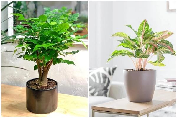 Những cây phong thủy trong nhà bếp nên trồng-5