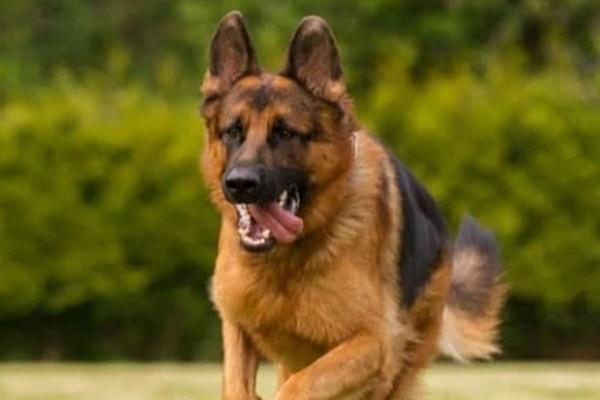 Người phụ nữ 38 tuổi tử vong sau 3 tháng bị chó cắn-2