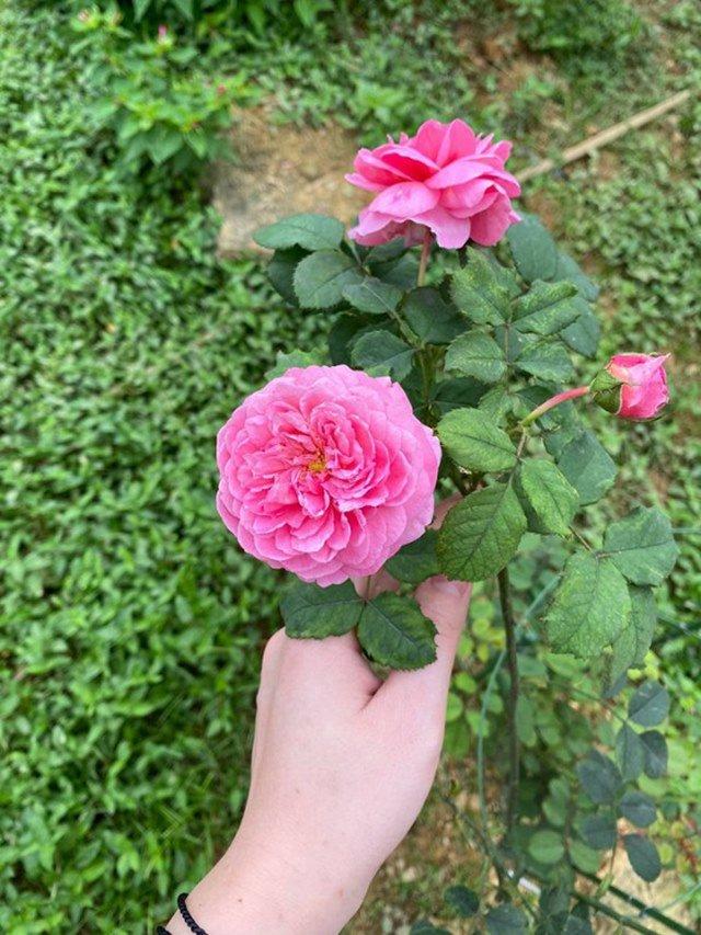 46 tuổi cưới nàng Á hậu kém 16 tuổi, Shark Hưng có bao nhiêu nhà?-17