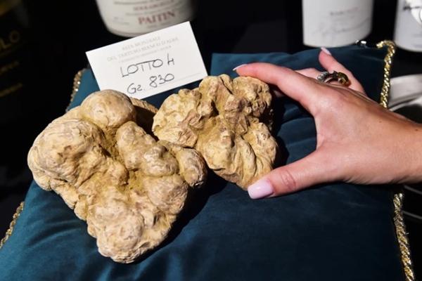 Loại nấm quý hiếm được ví là vàng trắng, chỉ tìm được nhờ vào chó săn-1