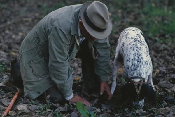 Loại nấm quý hiếm được ví là vàng trắng, chỉ tìm được nhờ vào chó săn-2