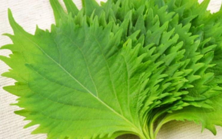 Lá hồi sinh giá rẻ bèo ở chợ Việt, xuất khẩu sang Nhật thu tiền tỷ-1