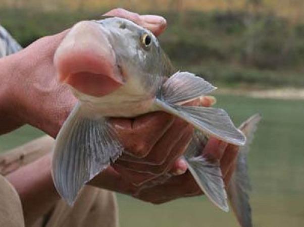 Loại cá đặc sản khiến nhiều người bỏ cả chục triệu đồng để thử-2