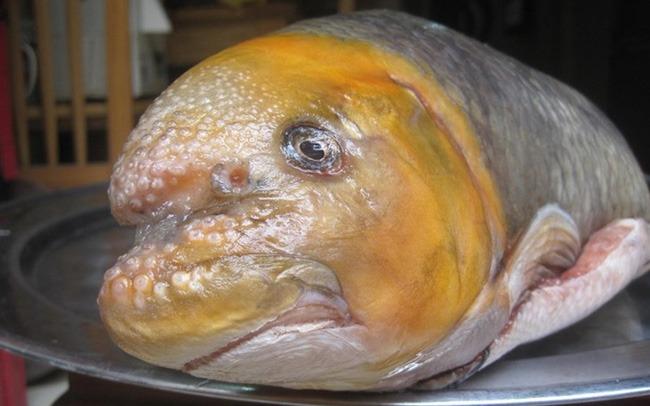 Loại cá đặc sản khiến nhiều người bỏ cả chục triệu đồng để thử-3