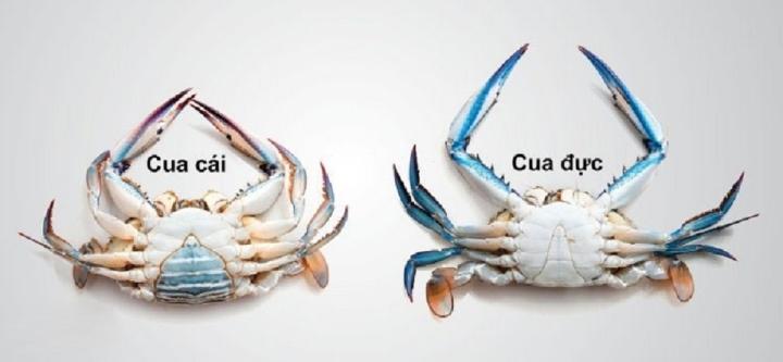 Cách phân biệt cua đực và cua cái ra sao?-2