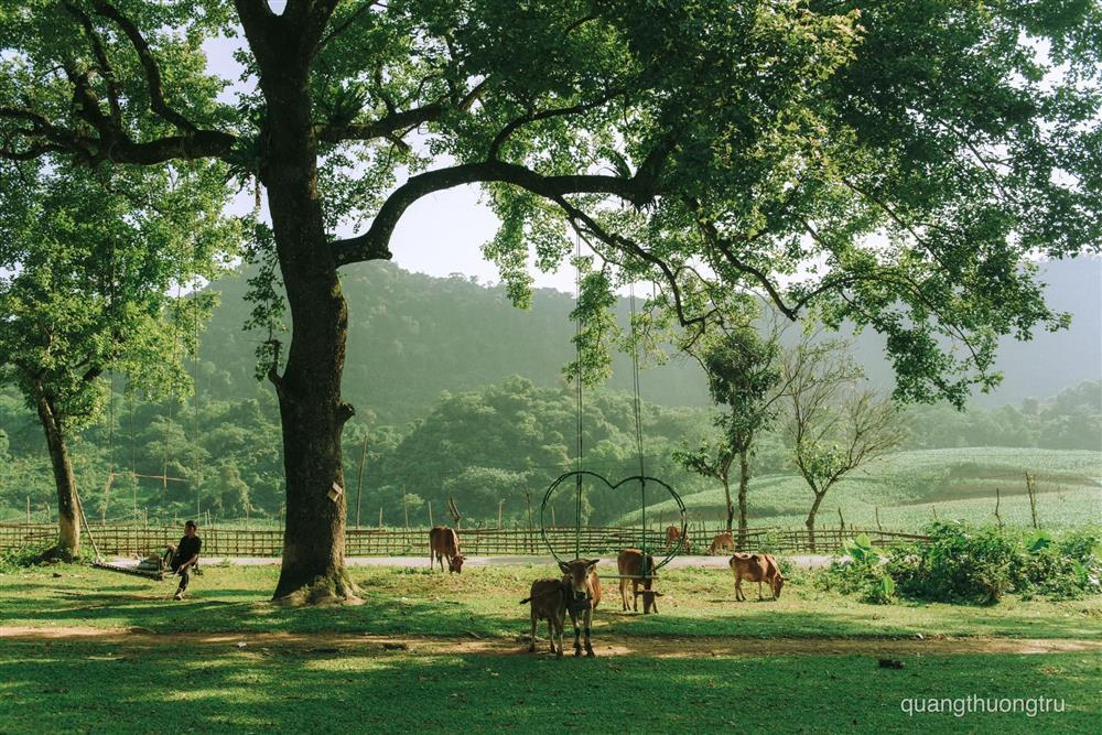 Thảo nguyên mới nổi cách Hà Nội 120km hút khách cắm trại-2
