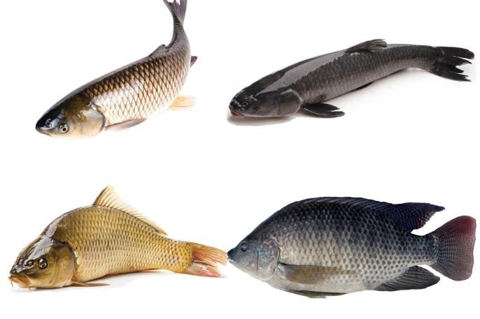 Giành ngôi quán quân, con cá rồng đẹp được mua hơn 3,6 tỷ đồng-3