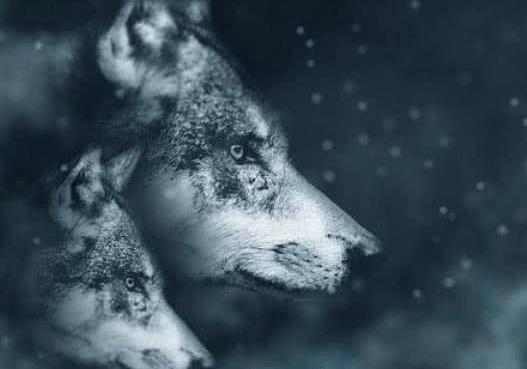 Trắc nghiệm tâm lý: Bạn nghĩ đâu là con sói đầu đàn?-1