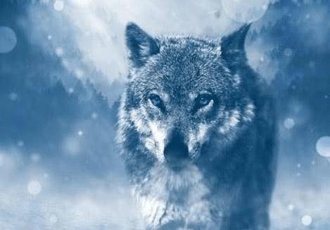 Trắc nghiệm tâm lý: Bạn nghĩ đâu là con sói đầu đàn?-2