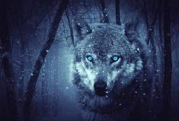 Trắc nghiệm tâm lý: Bạn nghĩ đâu là con sói đầu đàn?-3